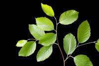 Charme - rameau avec feuilles (Carpinus betulus)